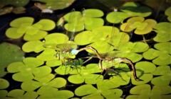 Prosperity of descendants 2 dragonflies