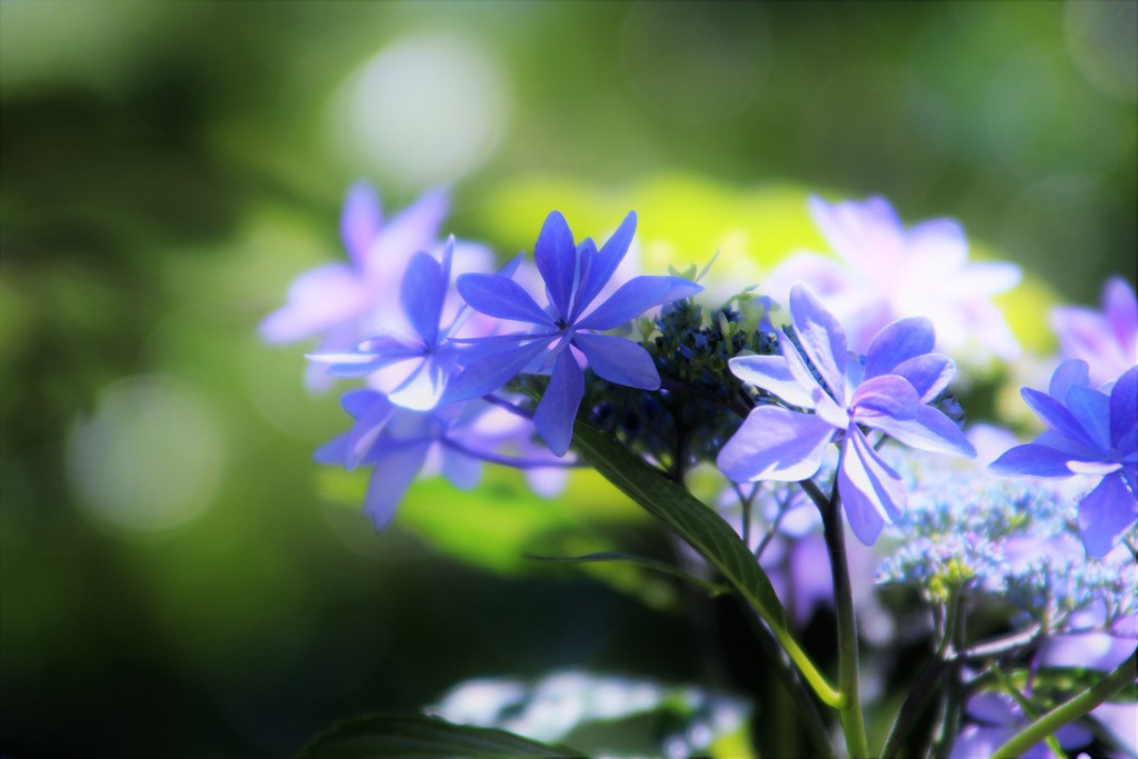 あづさい ⇔ 紫陽花