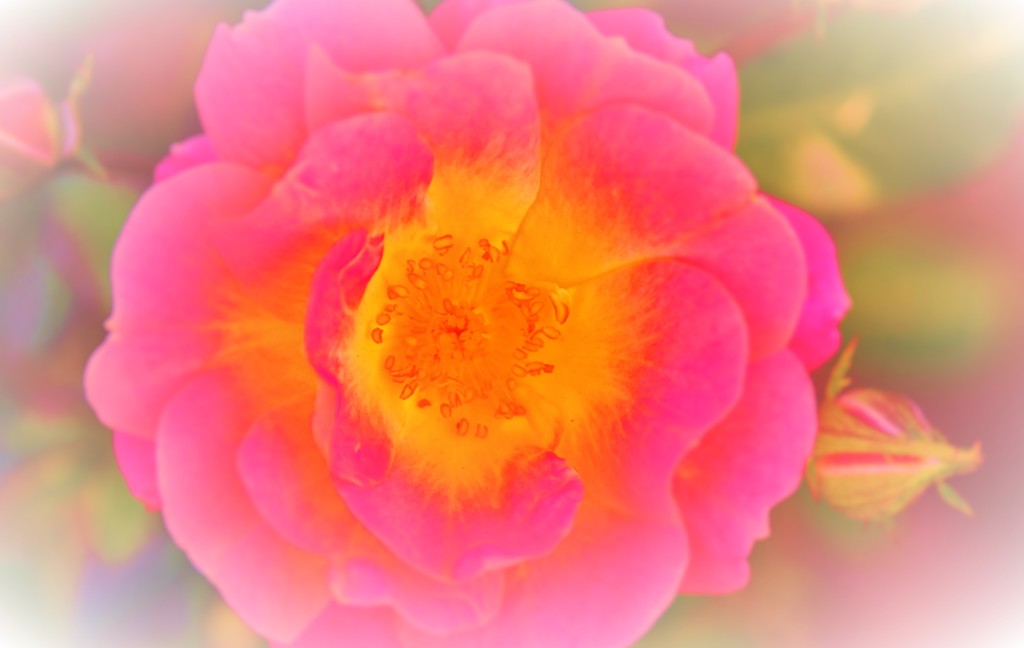 Pastel_Rose「愛」 「美」