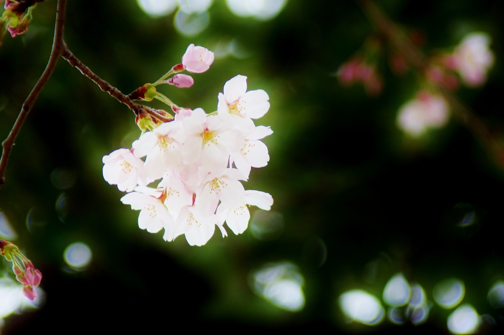 さくら灯り..Cherry blossoms snow-white