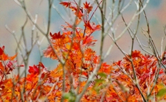 紅葉ing　in御在所岳
