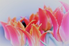 Pink Tulip＿「愛の芽生え」