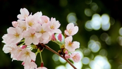 Cherry blossoms of joy and sorrow..