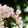 Cherry blossoms of joy and sorrow..