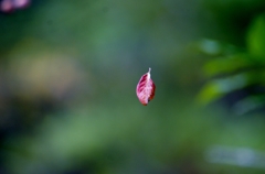 散り落ちる木の葉