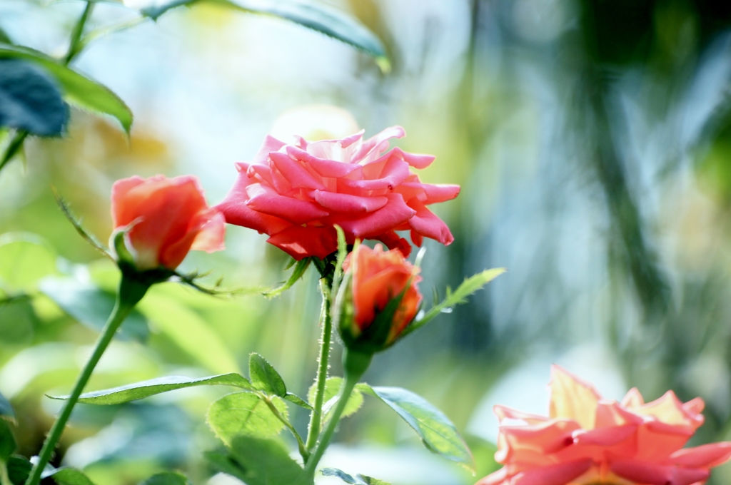 薔薇の薗＿Ⅵ