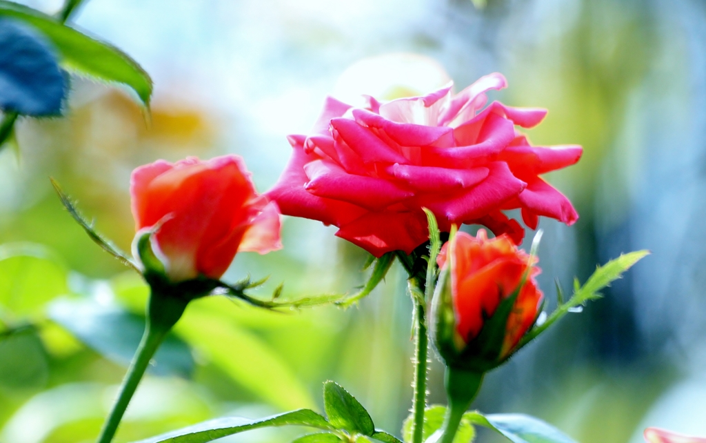 薔薇の薗＿Ⅶ