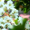 陽だまりの百日紅