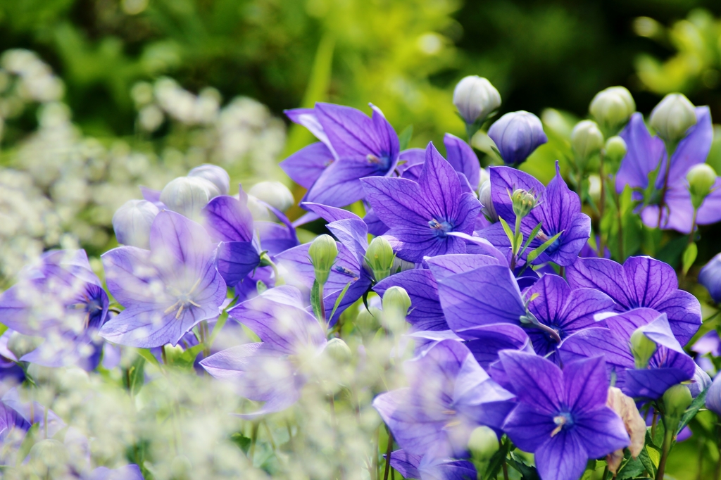 野に咲く花