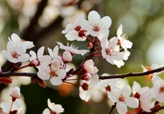 桜だより..♪春の予感♪