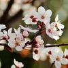 桜だより..♪春の予感♪