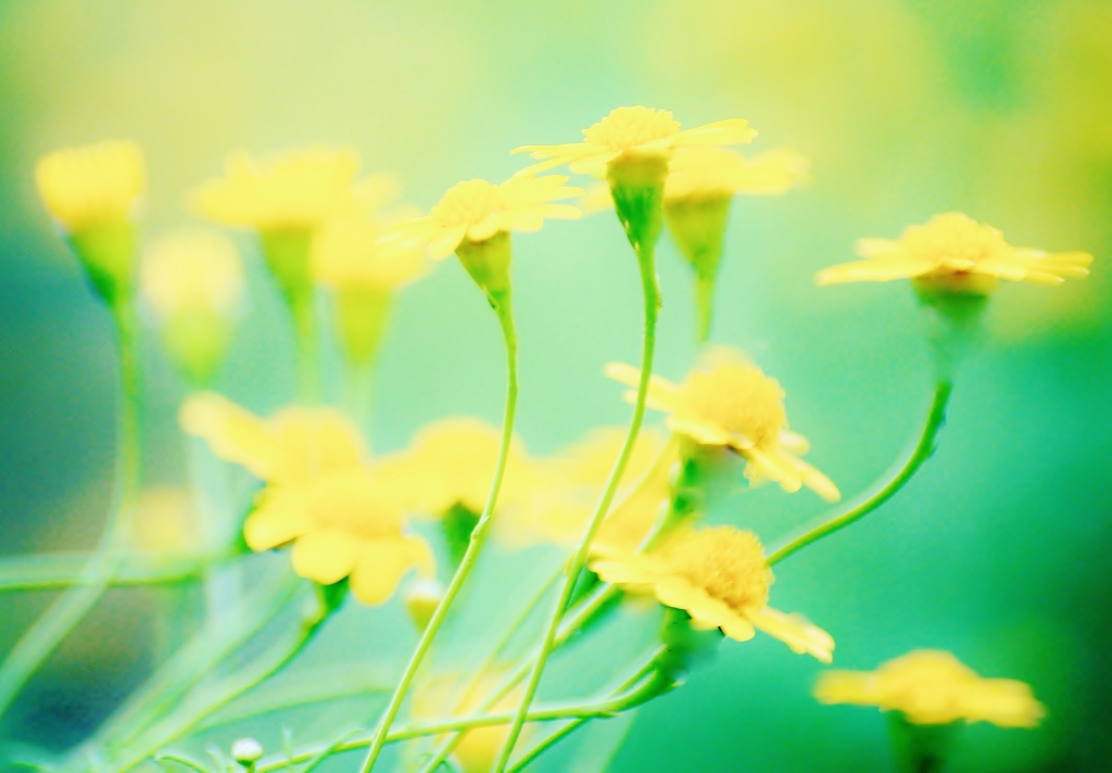 ～根性の花～　ダールベルグデージー