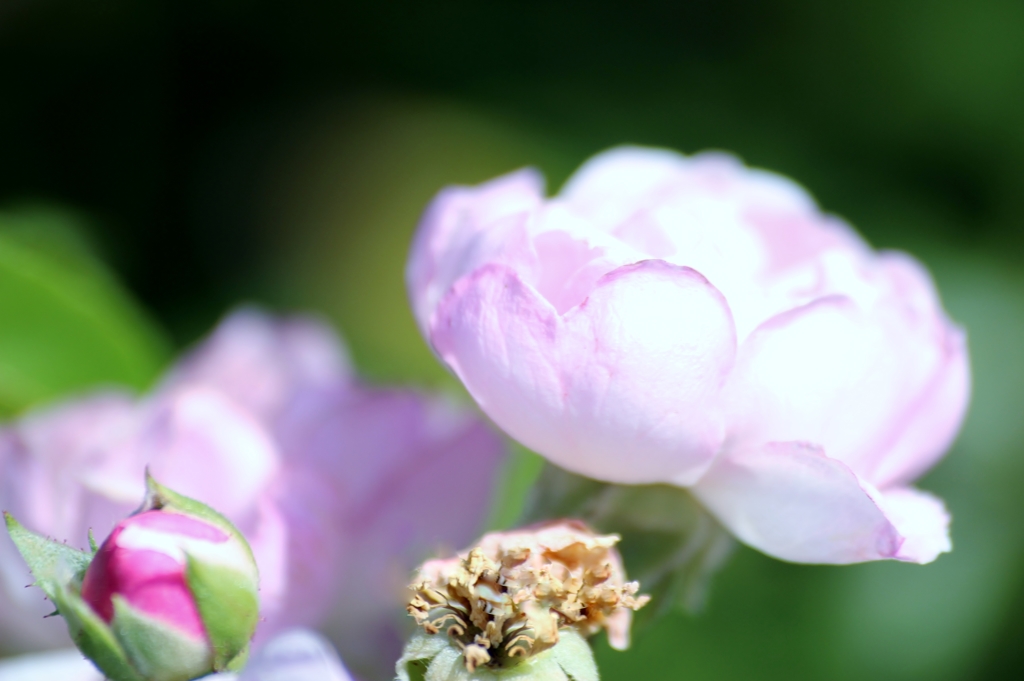 淡～い色目のRoseが陽射しに向かい♪