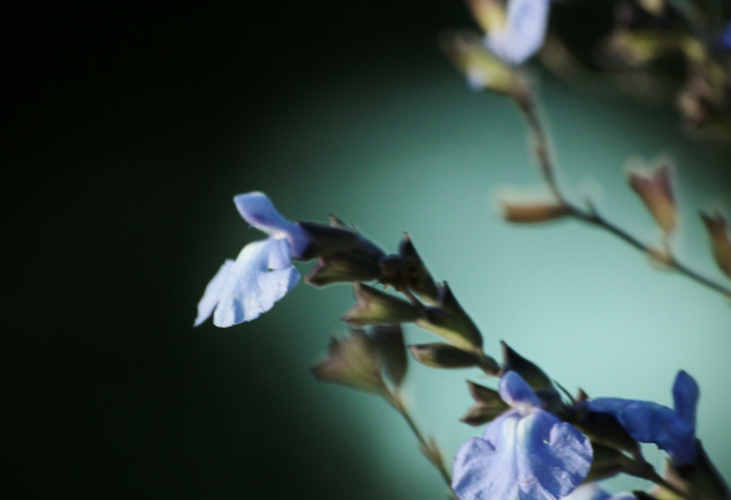 Salvia.azurea スカイブルーセージの輝き