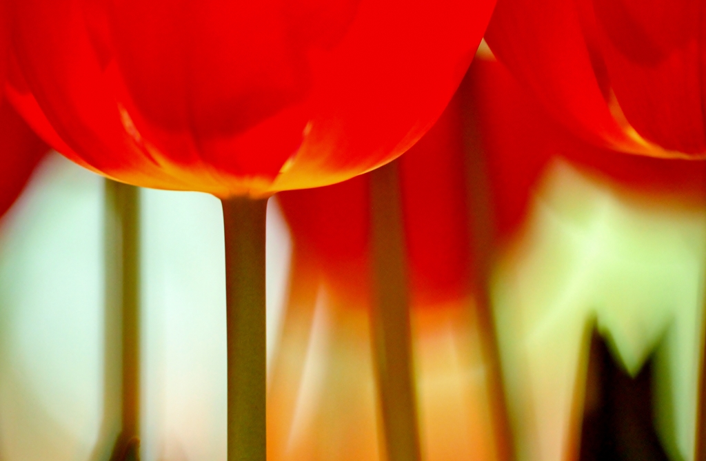 Stretching oneself of tulips