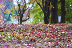 秋色の彩り..冬近し..♪