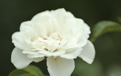 Snow-white Rose