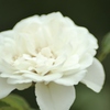 Snow-white Rose