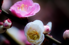 "Bright red with white" plum blossoms