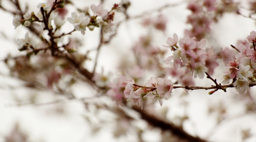 『仰天』 冬桜”コバサクラ”満開 