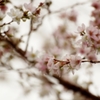 『仰天』 冬桜”コバサクラ”満開 