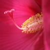 ハイビスカス雌蕊