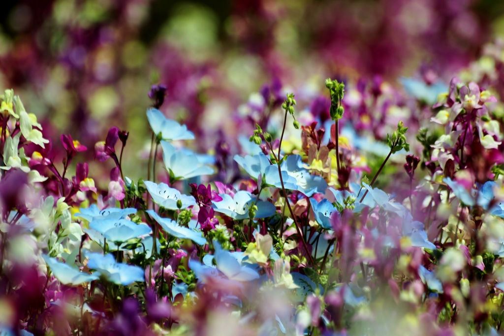 Linaria bipartita Willd with Baby Blue E
