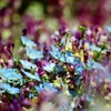 Linaria bipartita Willd with Baby Blue E