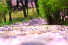 桜道