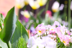 なにかの花