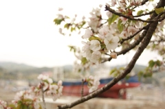 春　桜咲く季節