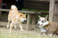 柴犬とジン