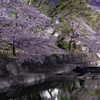 夙川夜桜１