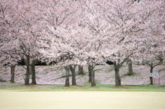 石ヶ谷公園の桜３