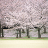 石ヶ谷公園の桜３