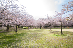 石ヶ谷公園の桜１