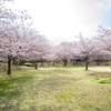 石ヶ谷公園の桜１