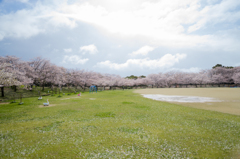 石ヶ谷公園の桜２