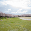 石ヶ谷公園の桜２