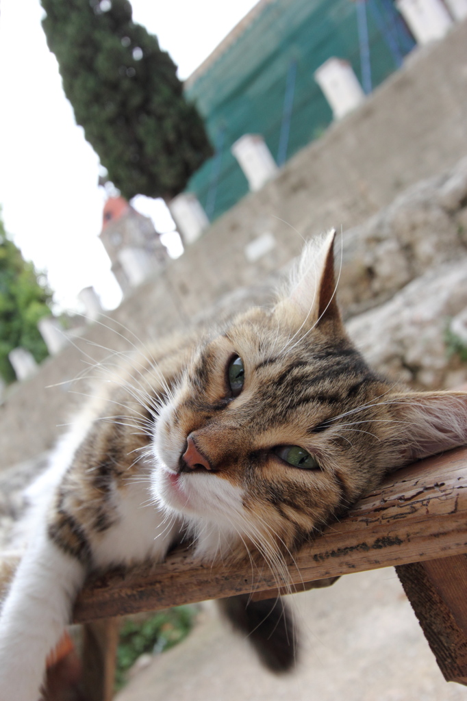 ギリシャ猫たち #1