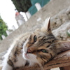 ギリシャ猫たち #1