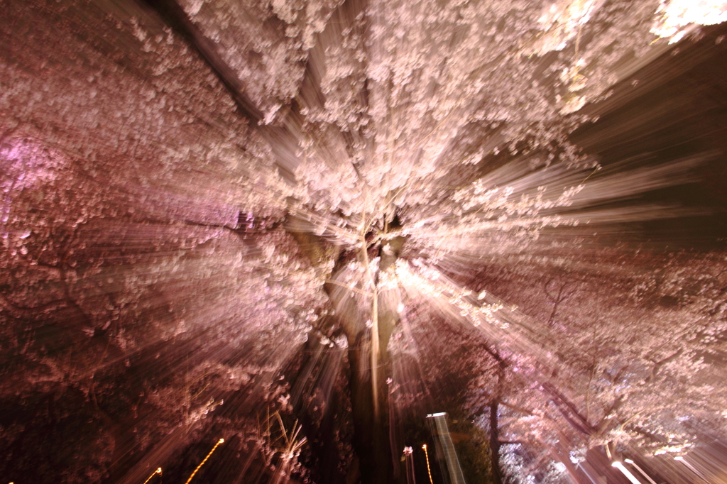 夜桜・満開　CHERRY BLOSSOM at NIGHT