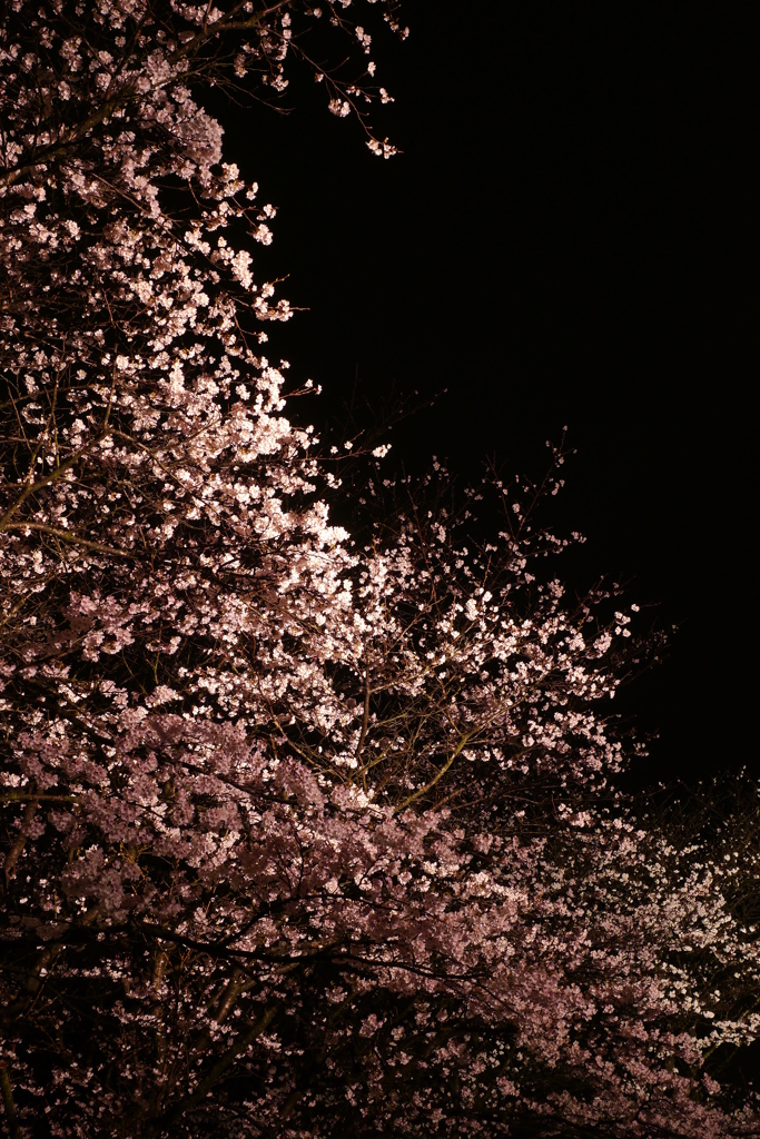 夜桜　その弐