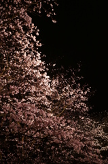 夜桜　その弐