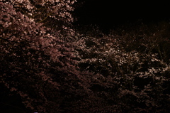 夜桜　その壱
