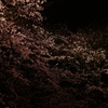 夜桜　その壱
