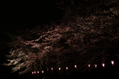 夜桜　その参
