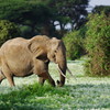 花畑のアフリカゾウ