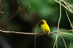 Palm Golden Weaver