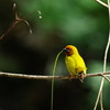 Palm Golden Weaver